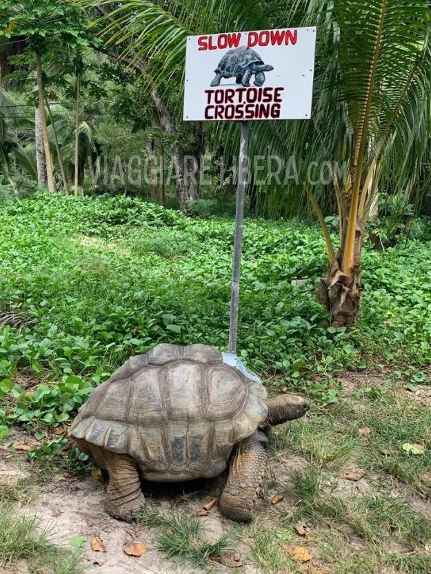 Tartarughe giganti Seychelles