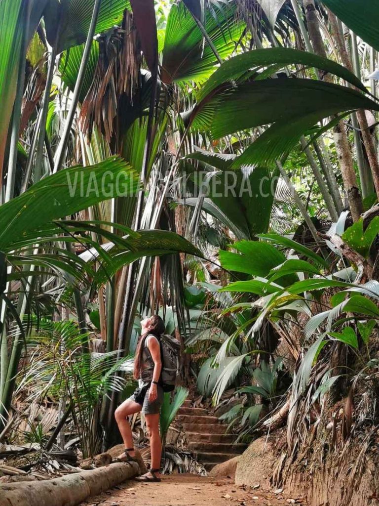 Valle de Mai Seychelles