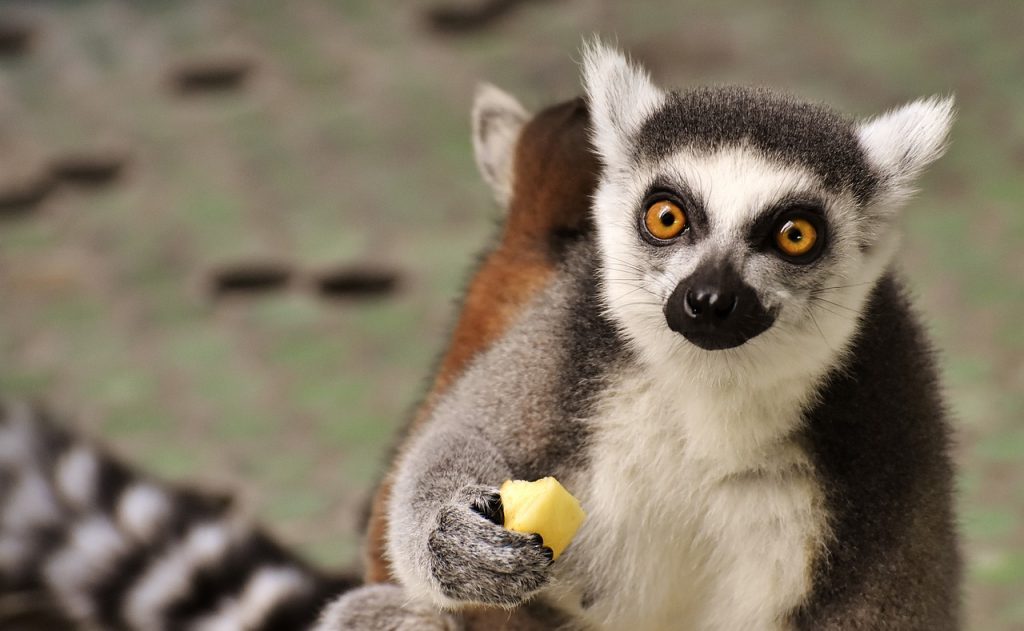 Lemure Madagascar