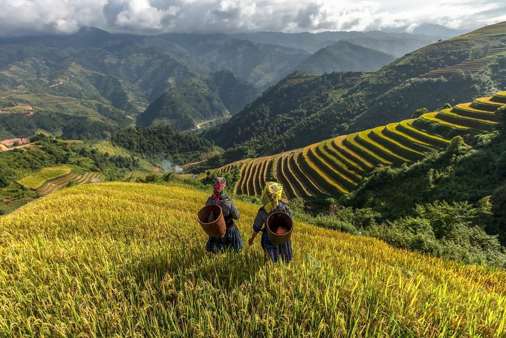 Risaie in Vietnam