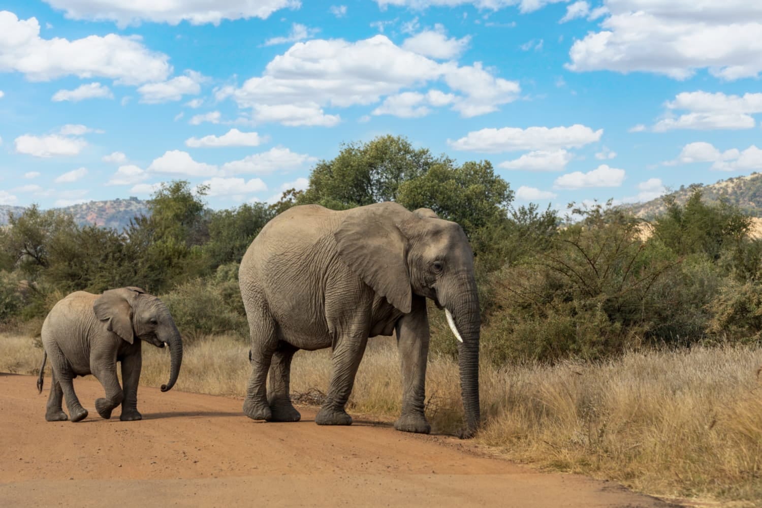 Elefanti al Pilanesberg National Park