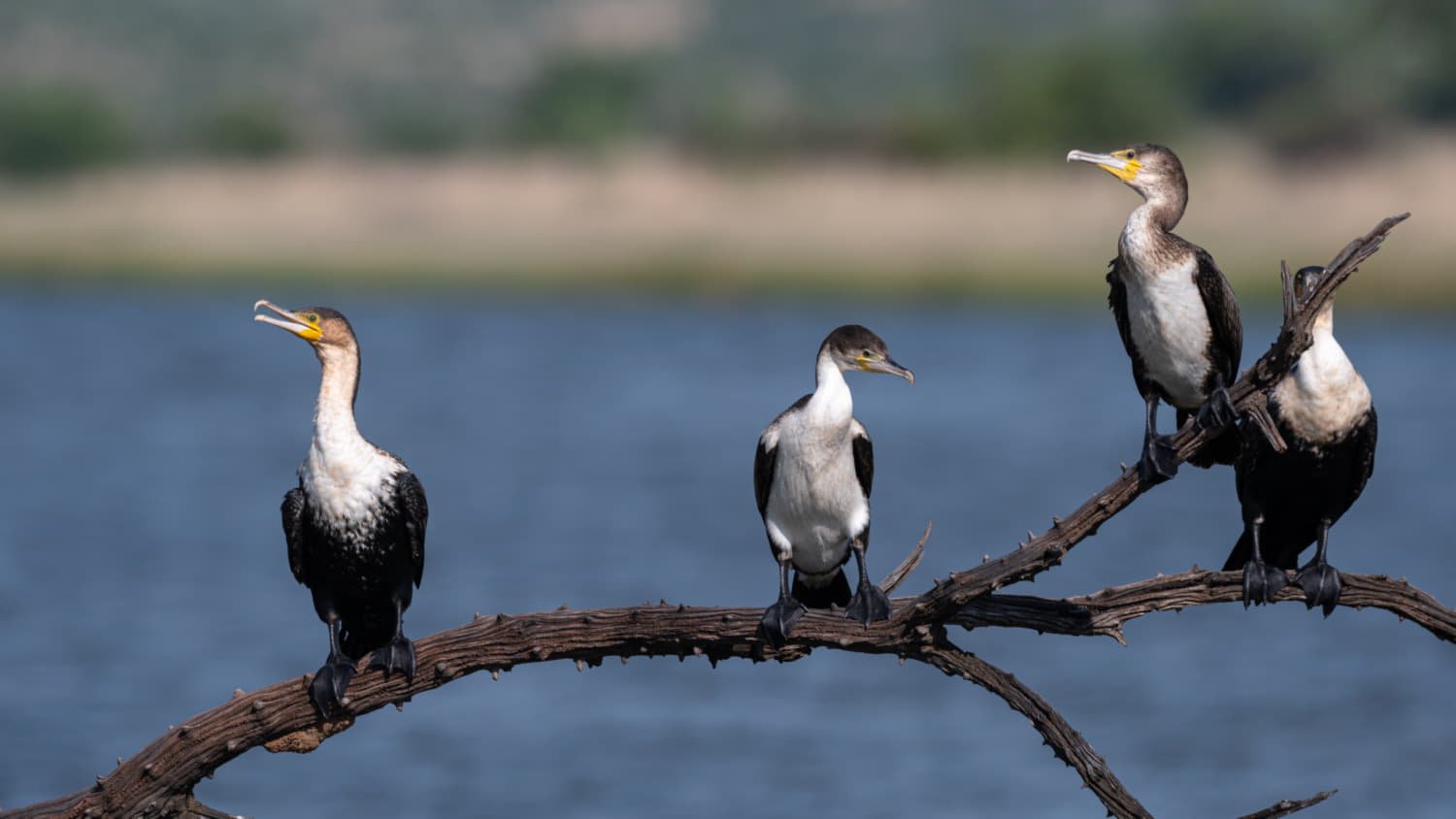 Cormorani