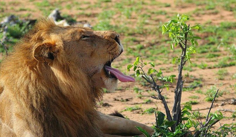 Leone - Safari sostenibile in Sudafrica