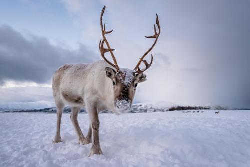 Renna-Svalbard